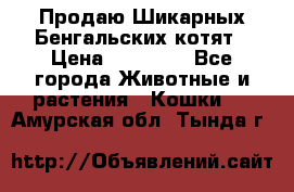 Продаю Шикарных Бенгальских котят › Цена ­ 17 000 - Все города Животные и растения » Кошки   . Амурская обл.,Тында г.